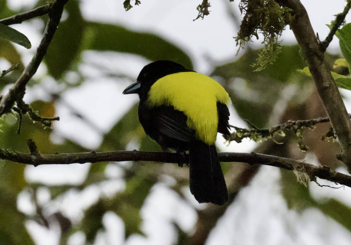 Flame-rumped Tanager - ML612063714