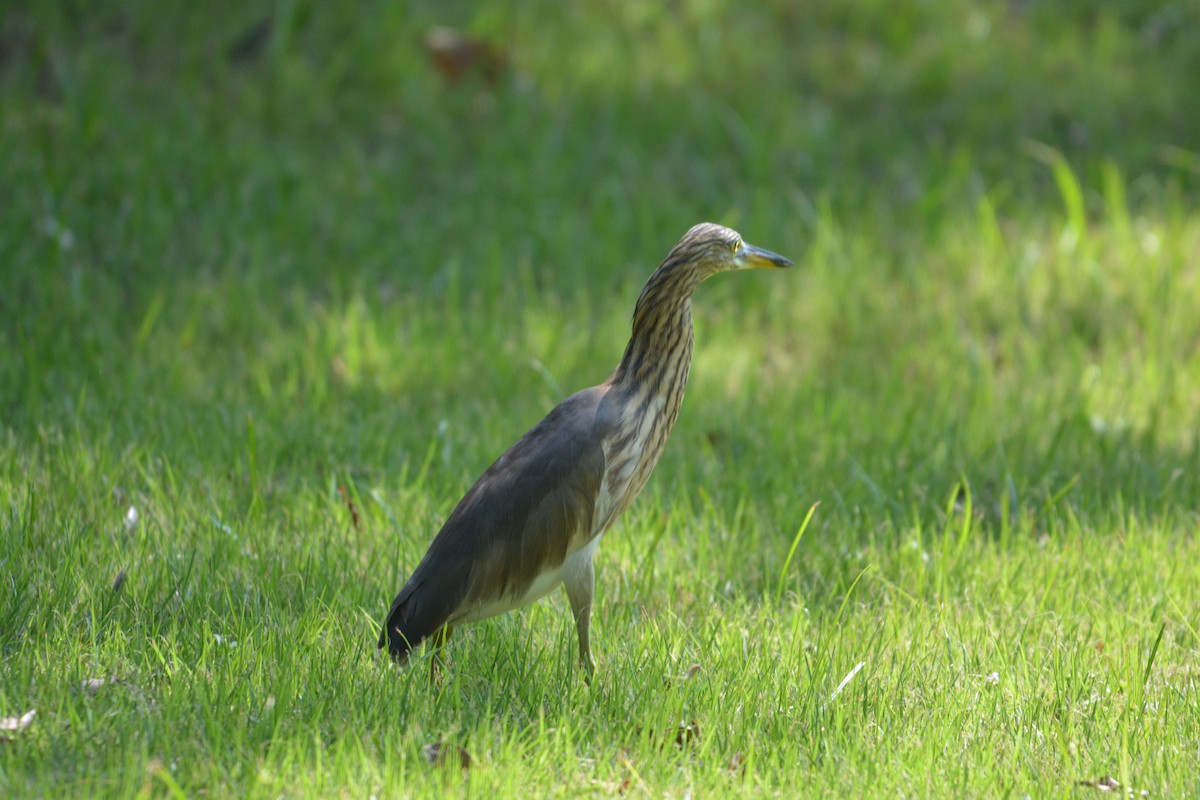 Javan Pond-Heron - ML612063738