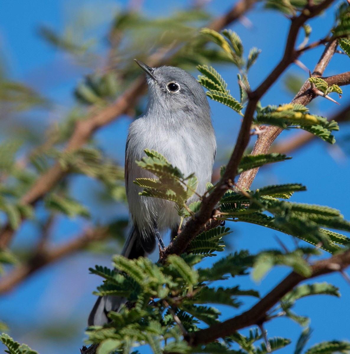 Black-tailed Gnatcatcher - ML612063809