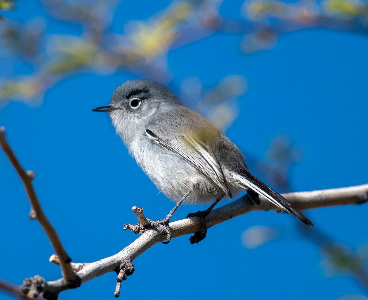 Black-tailed Gnatcatcher - ML612063810