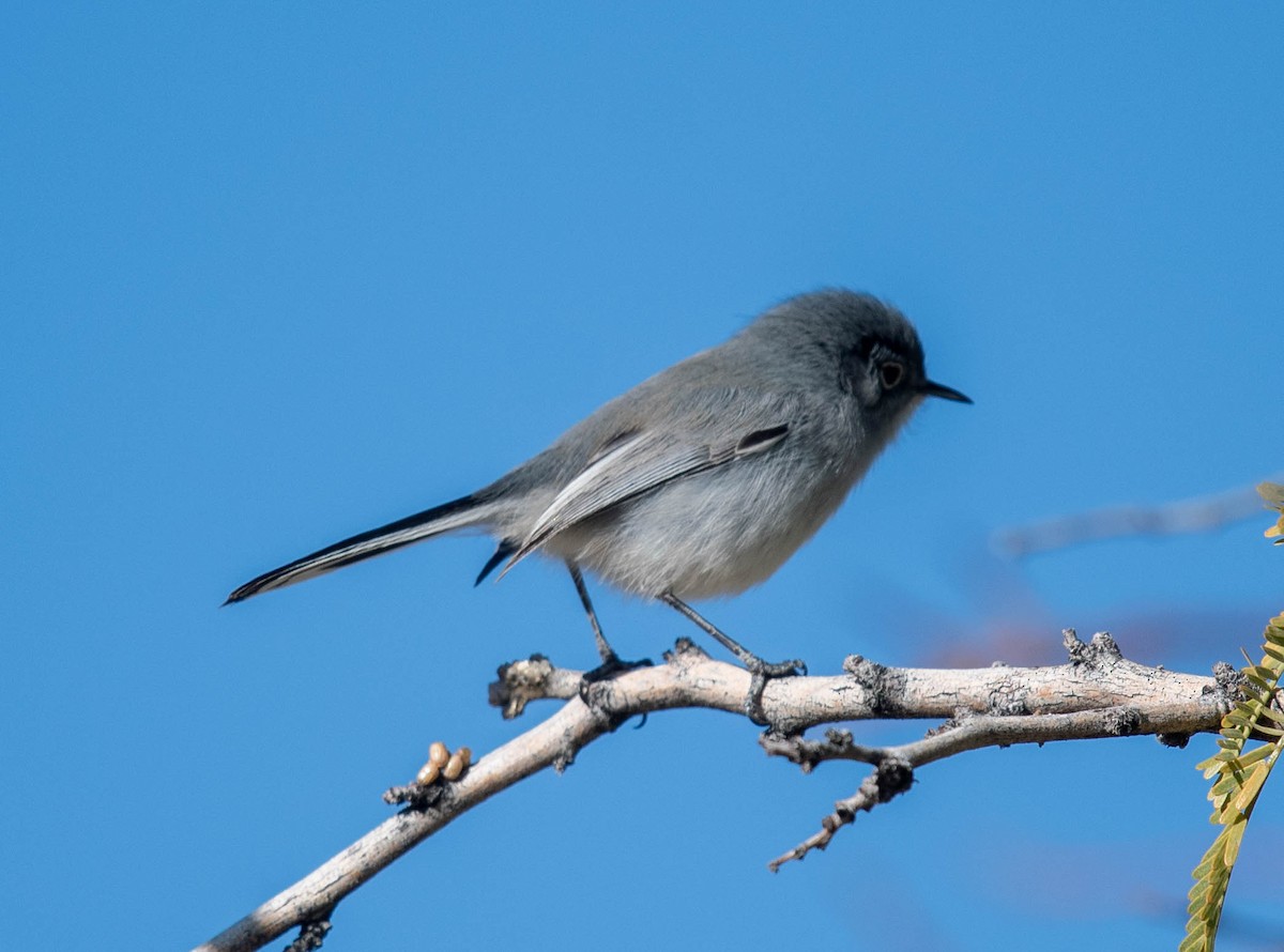 Black-tailed Gnatcatcher - ML612063811