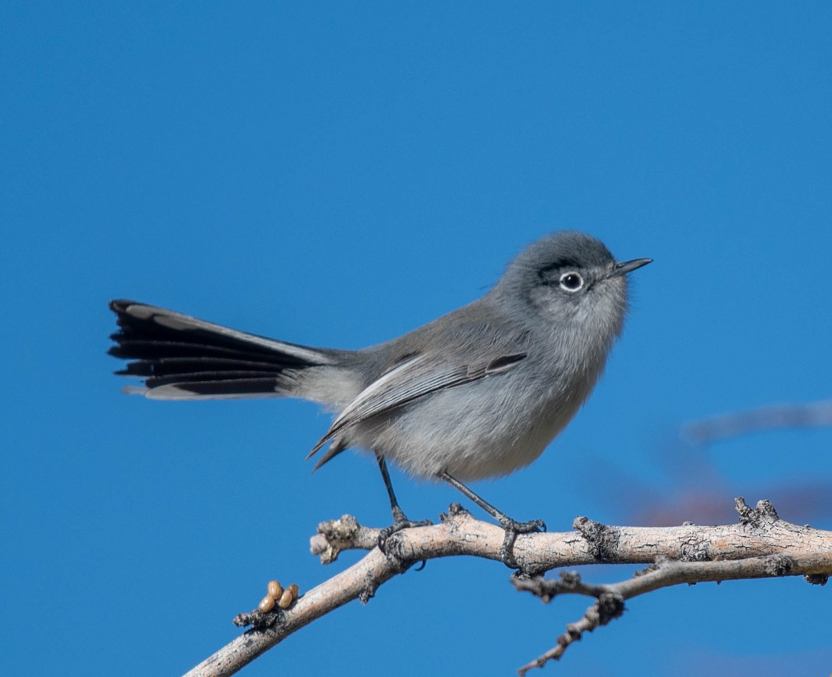 Black-tailed Gnatcatcher - ML612063812