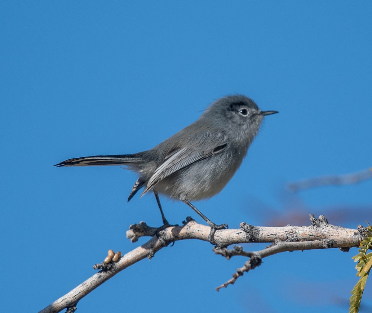 Black-tailed Gnatcatcher - ML612063813