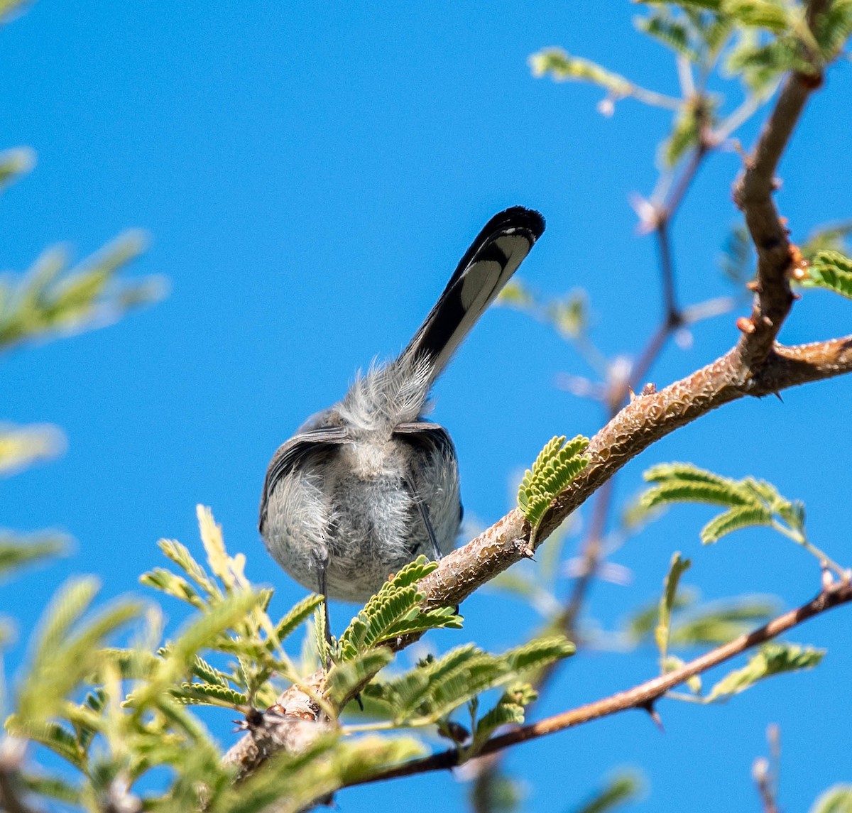 Black-tailed Gnatcatcher - ML612063814