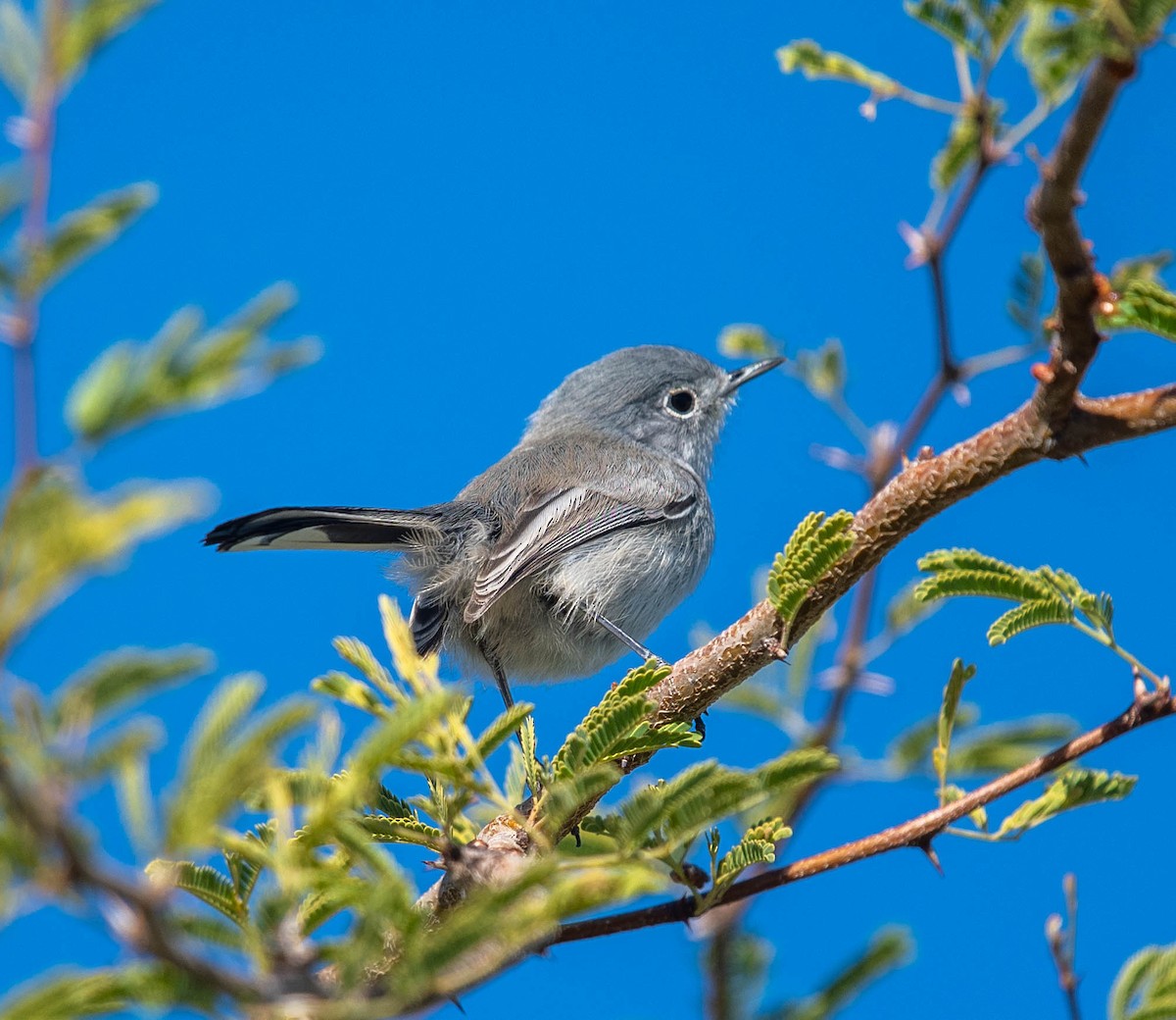 Black-tailed Gnatcatcher - ML612063815