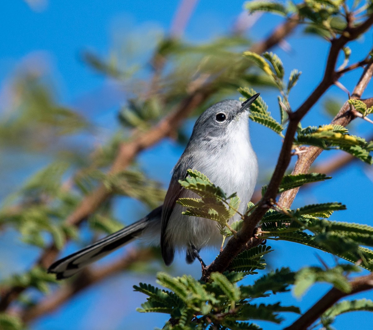 Black-tailed Gnatcatcher - ML612063816