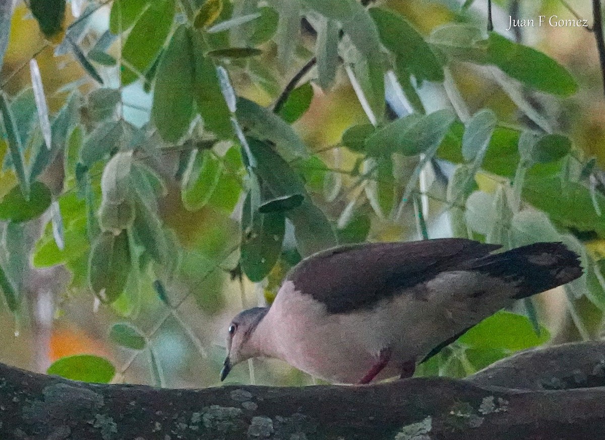 Gray-headed Dove - ML612063856