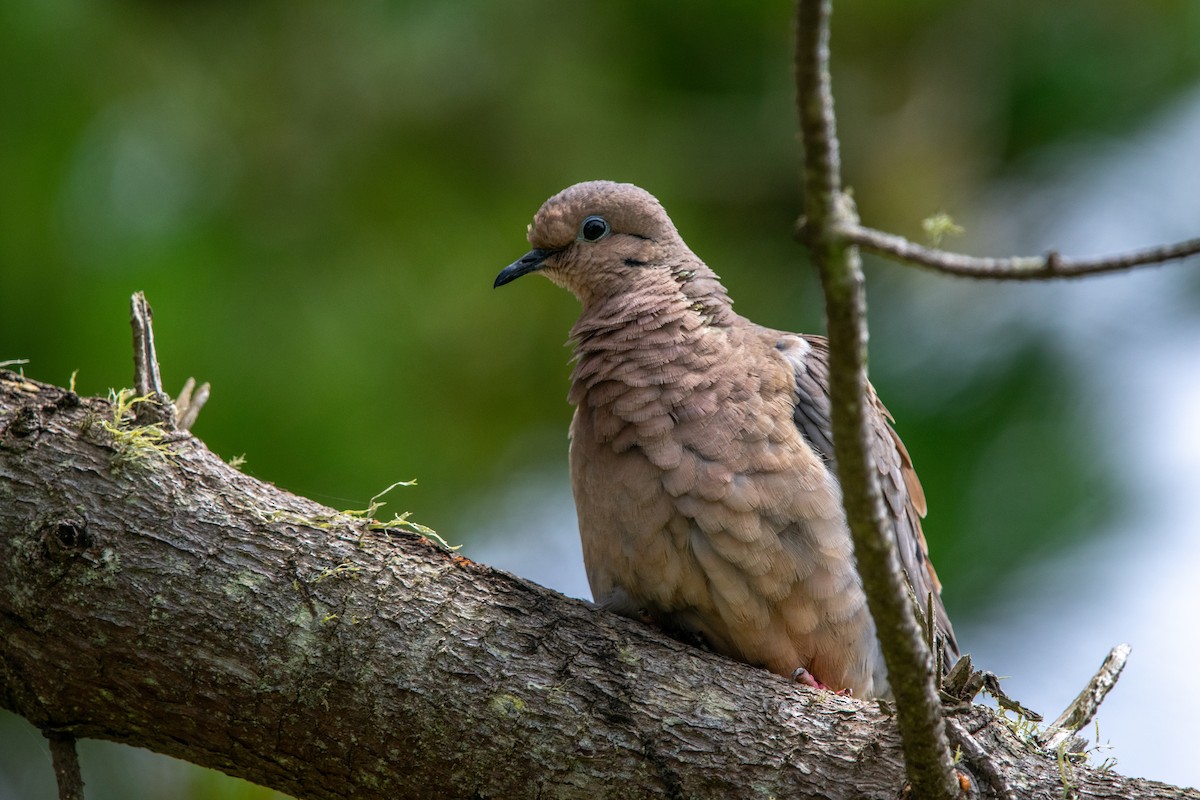 Eared Dove - Alexis Andrea Verdugo Palma (Cachuditos Birdwatching)