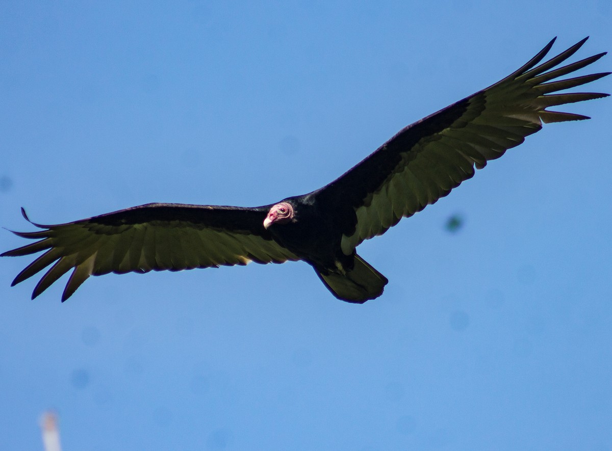 Turkey Vulture - ML612064070