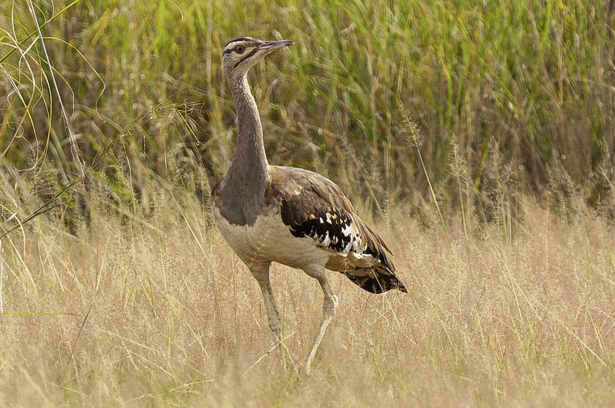 Denham's Bustard - ML612064318