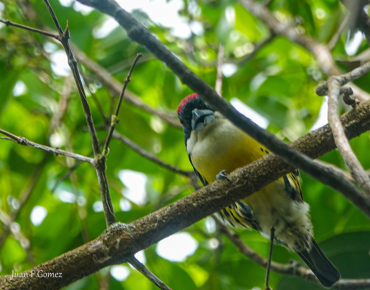 Beş Renkli Barbet - ML612064340