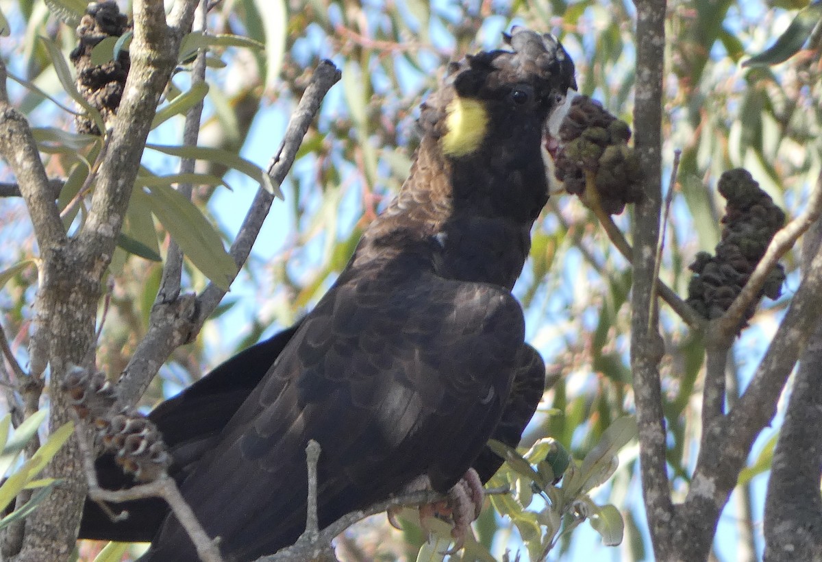 Yellow-tailed Black-Cockatoo - ML612064383