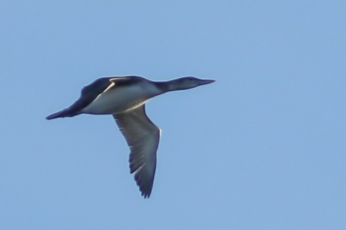 Plongeon à bec blanc - ML612064428