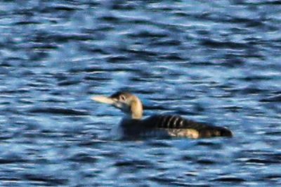 Yellow-billed Loon - ML612064431