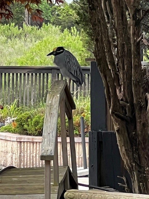 Yellow-crowned Night Heron - ML612064618