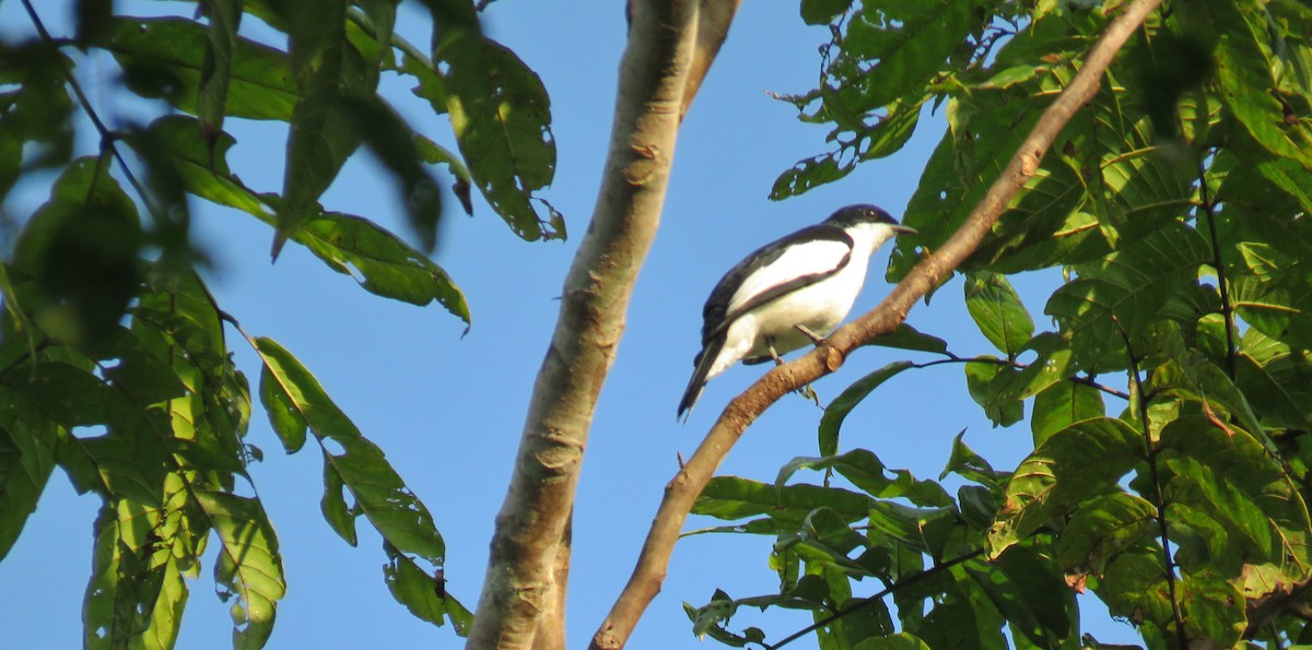 Black-browed Triller (Biak) - ML612064701