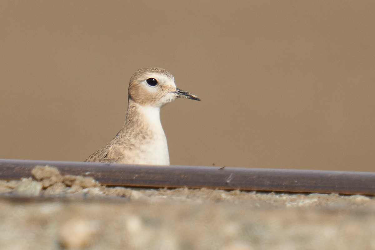 Mountain Plover - ML612064811