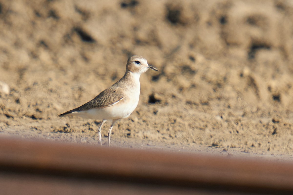 Mountain Plover - ML612064812