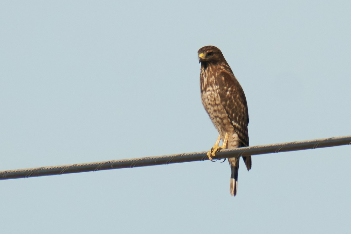 Red-shouldered Hawk - ML612064828