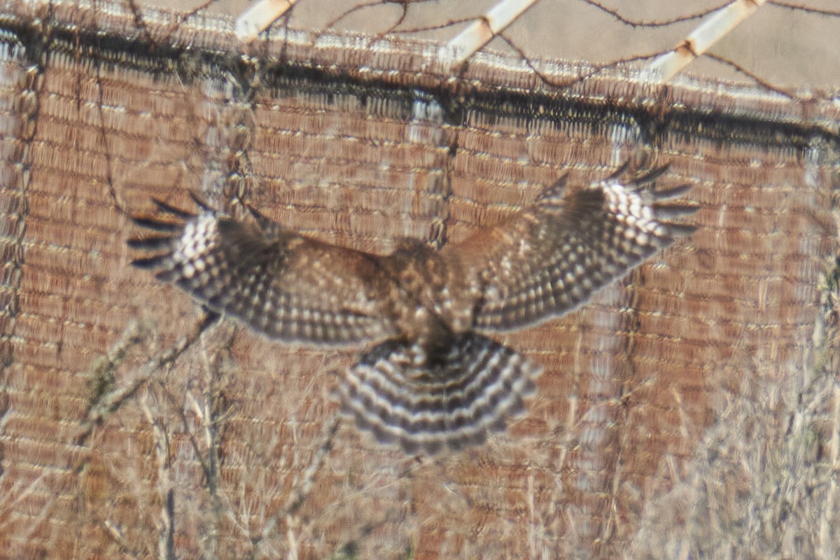 Red-shouldered Hawk - ML612064829