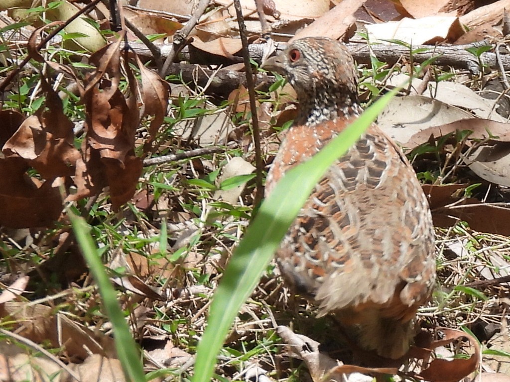 Painted Buttonquail - ML612064833