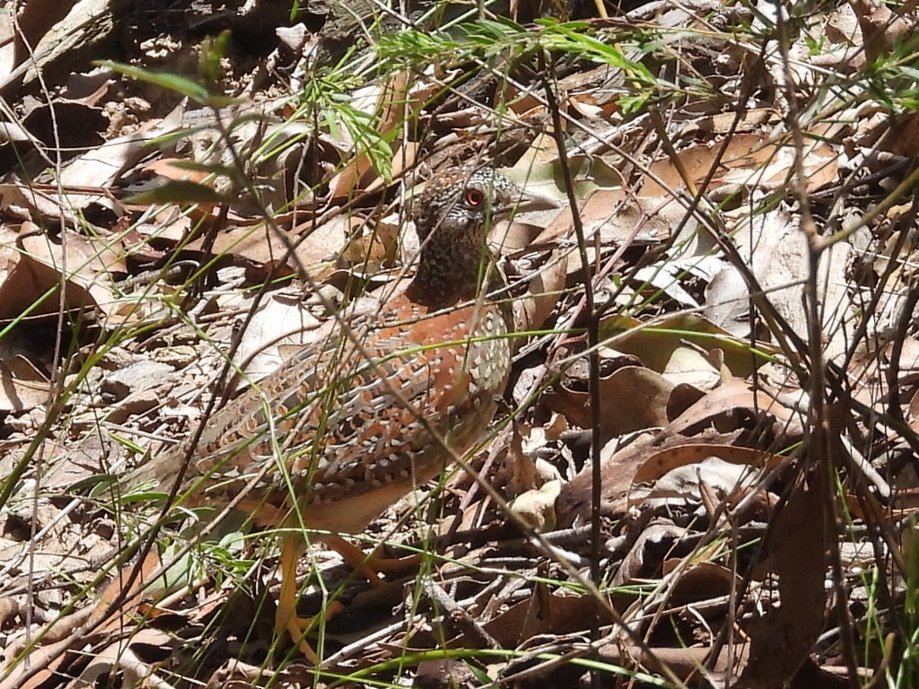 Painted Buttonquail - ML612064838