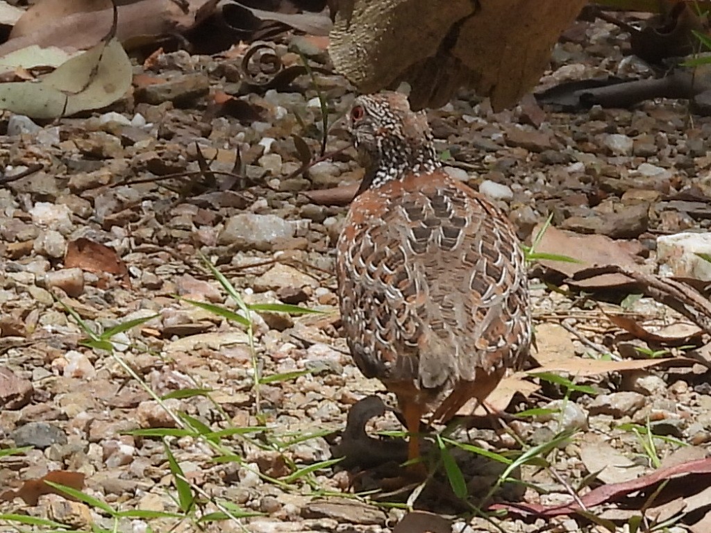 Painted Buttonquail - ML612064839