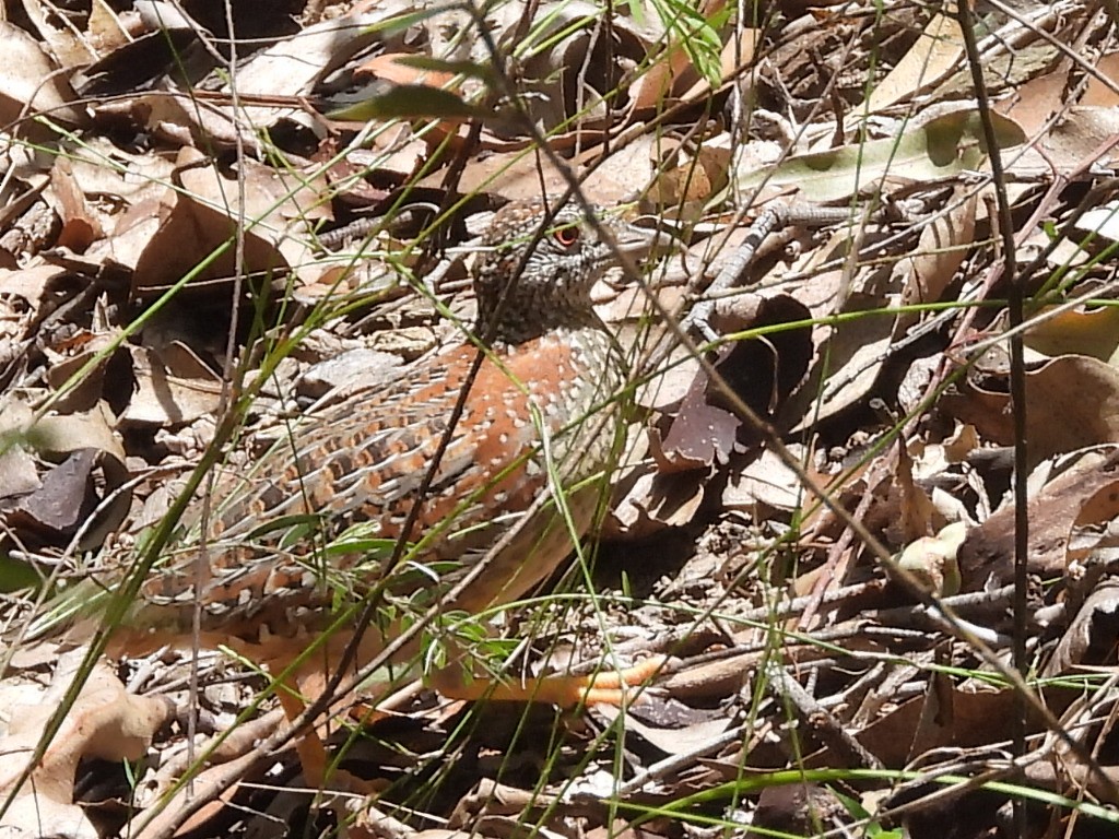 Painted Buttonquail - ML612064841