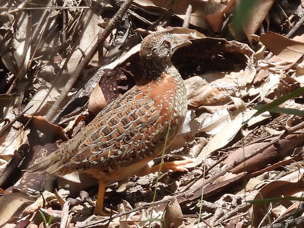 Painted Buttonquail - ML612064842