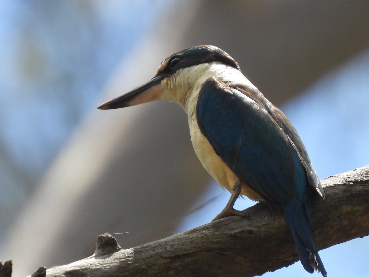 Sacred Kingfisher - ML612064852