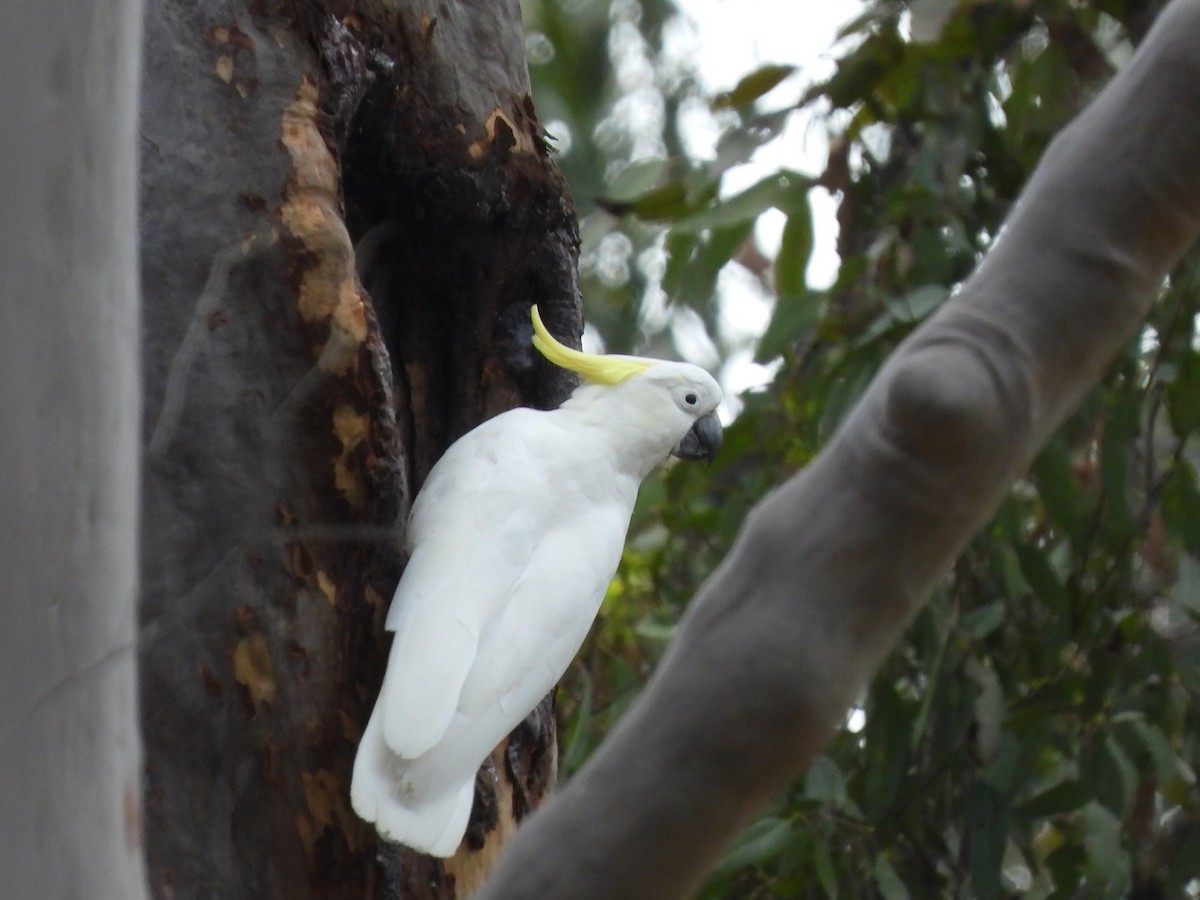 Sulphur-crested Cockatoo - ML612064864