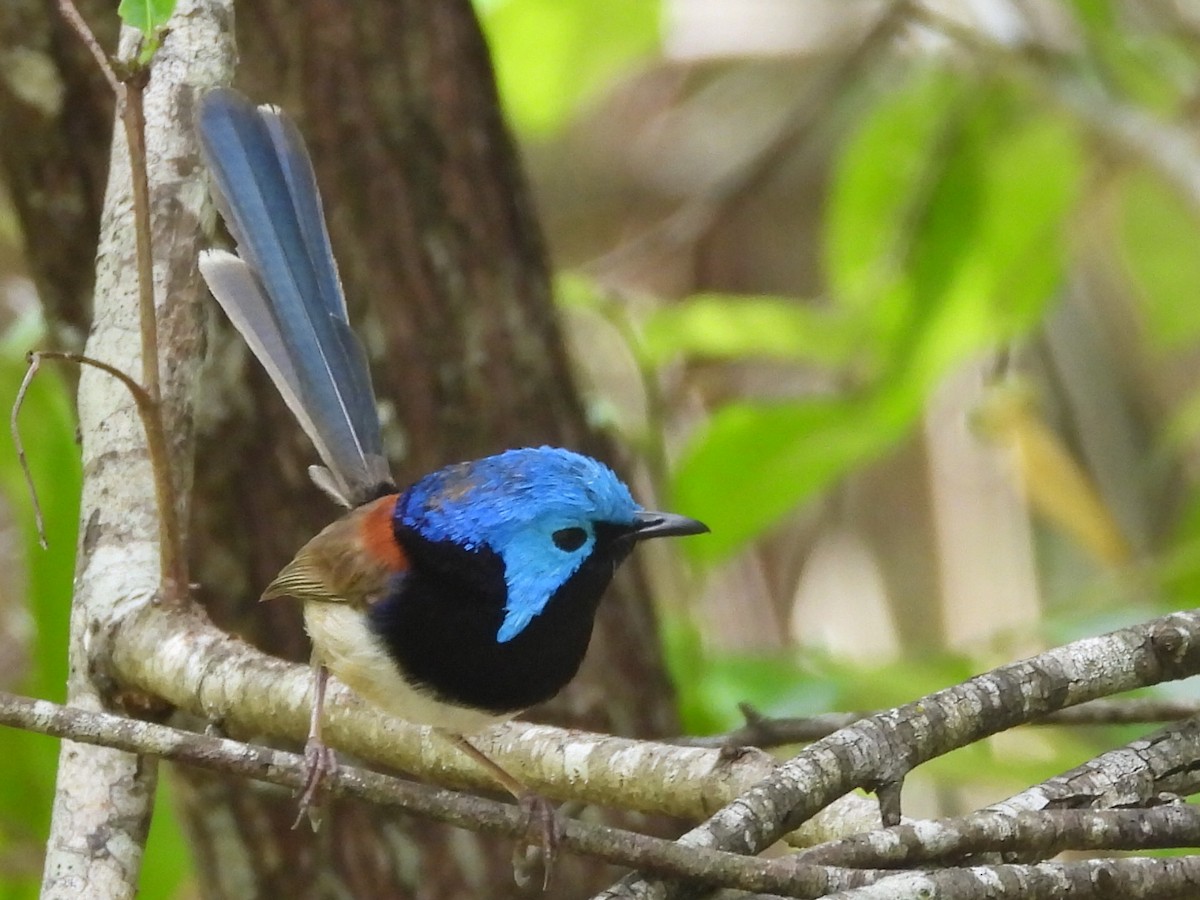 Variegated Fairywren - ML612064886