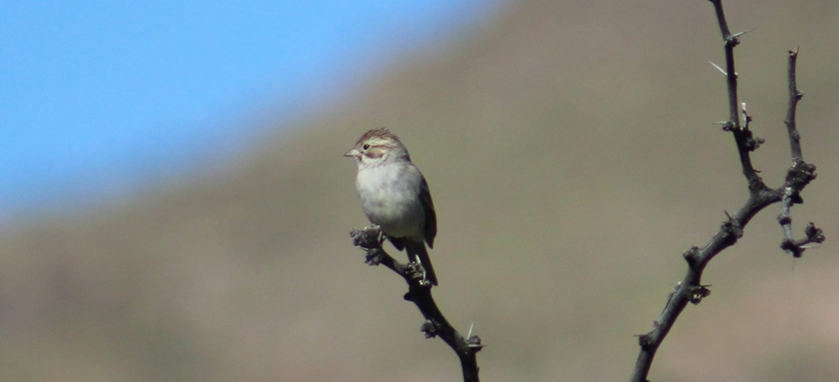 Brewer's Sparrow - ML612064888