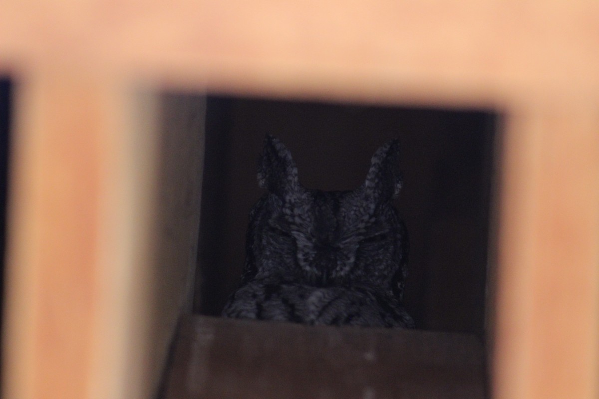 Western Screech-Owl - ML612065046