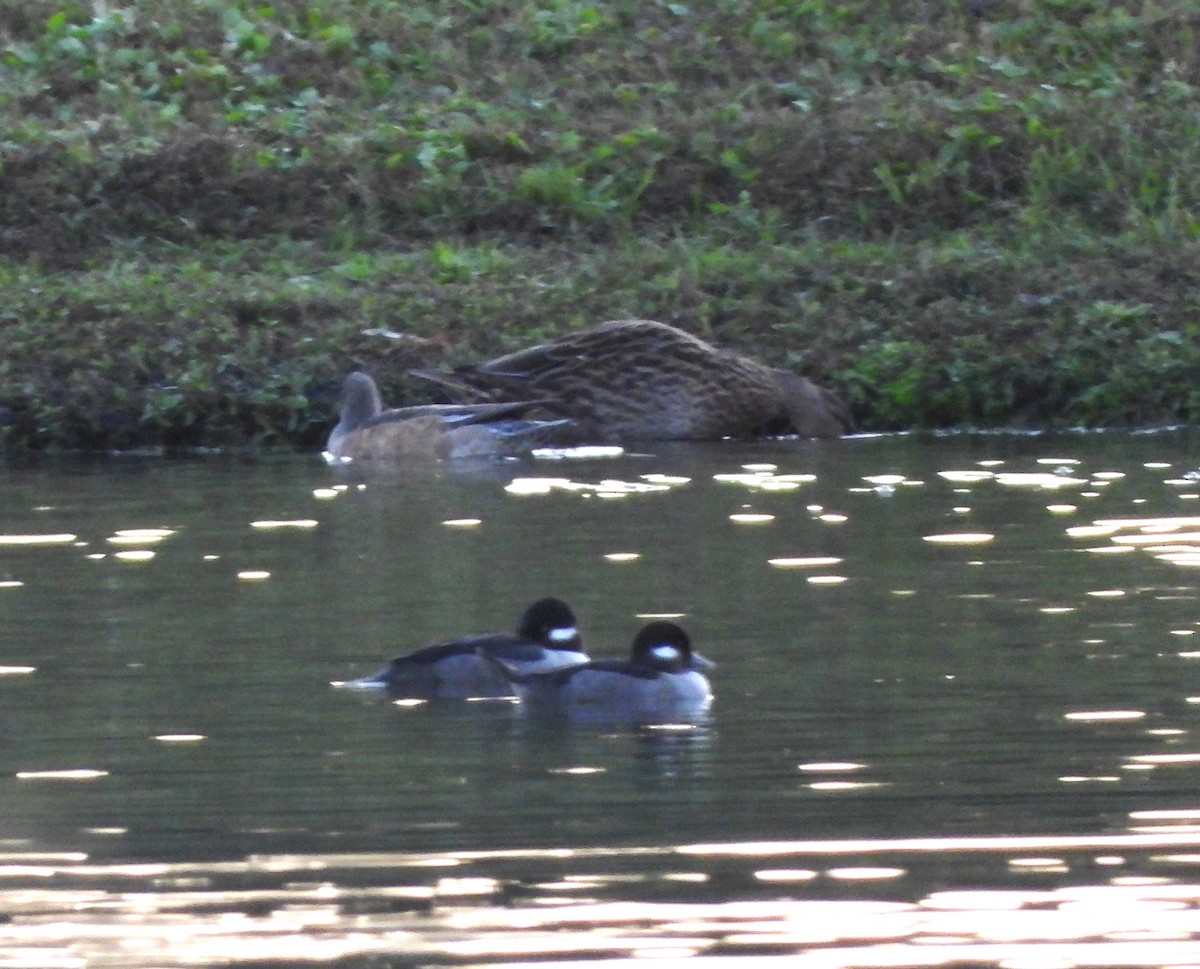 Bufflehead - ML612065102