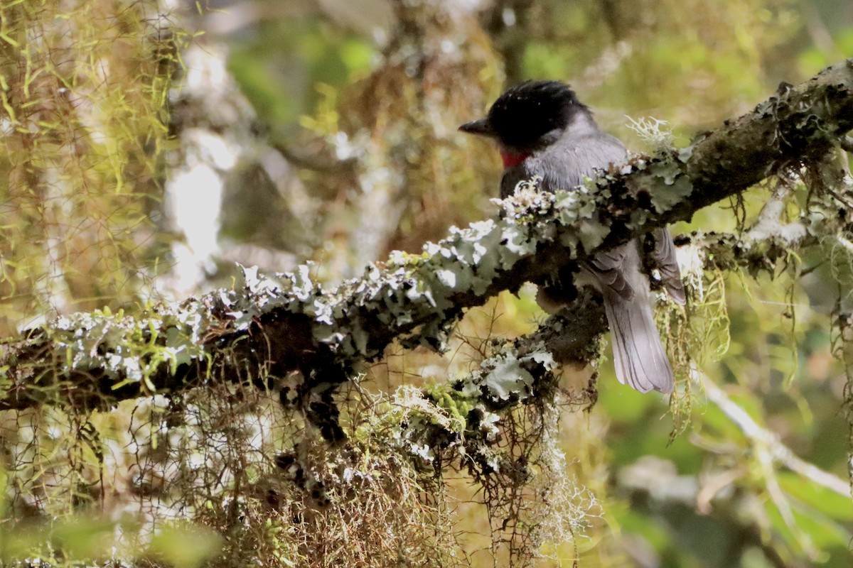 Rose-throated Becard - Robbin Mallett