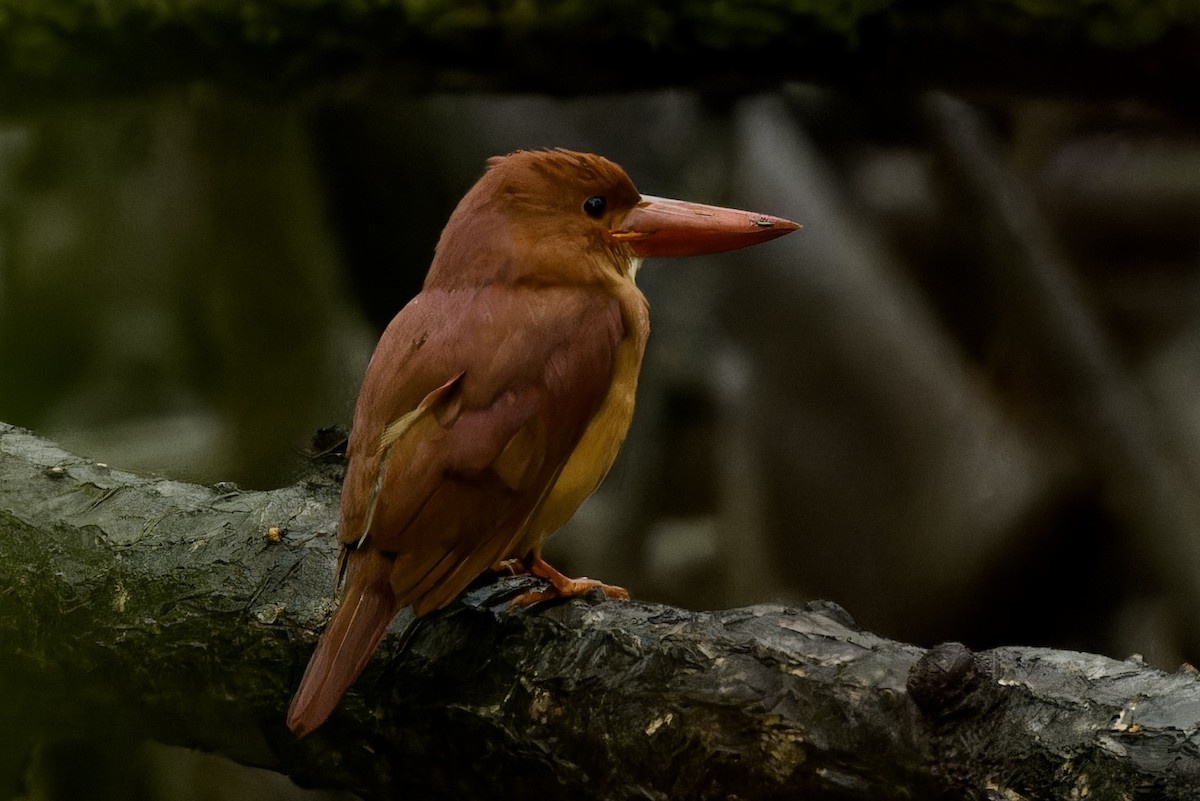 Ruddy Kingfisher - ML612065157