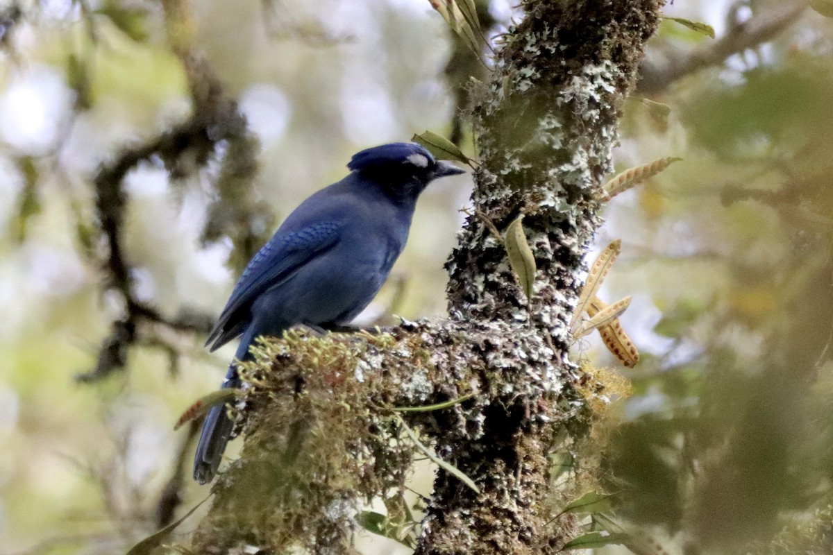 Steller's Jay - ML612065232