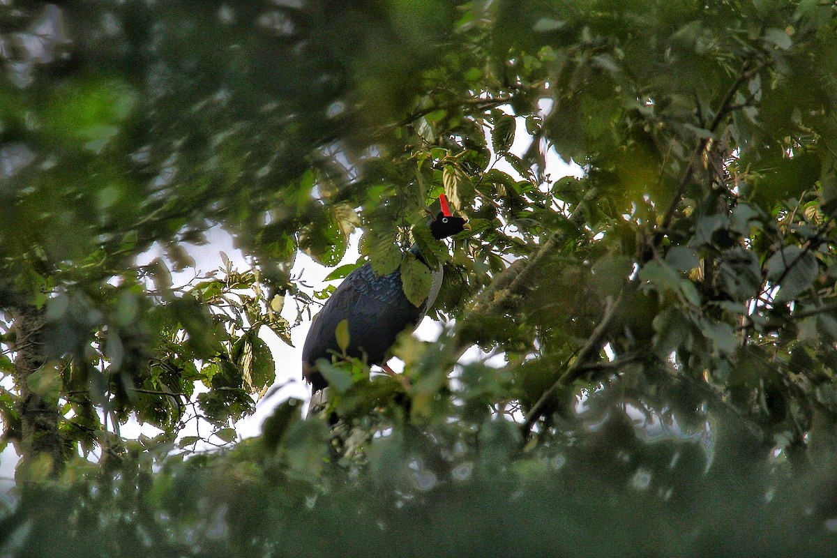 Horned Guan - ML612065249