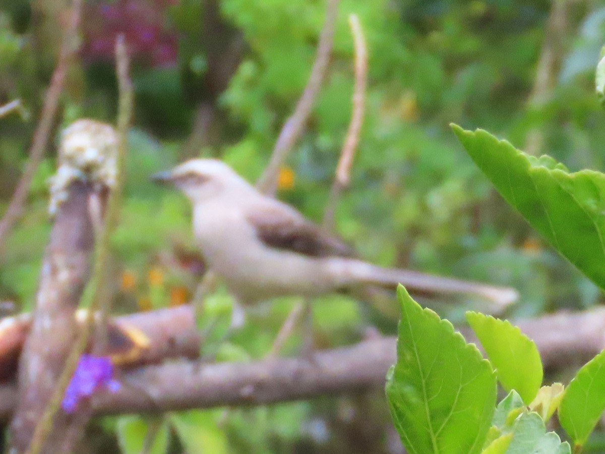 Tropical Mockingbird - ML612065521