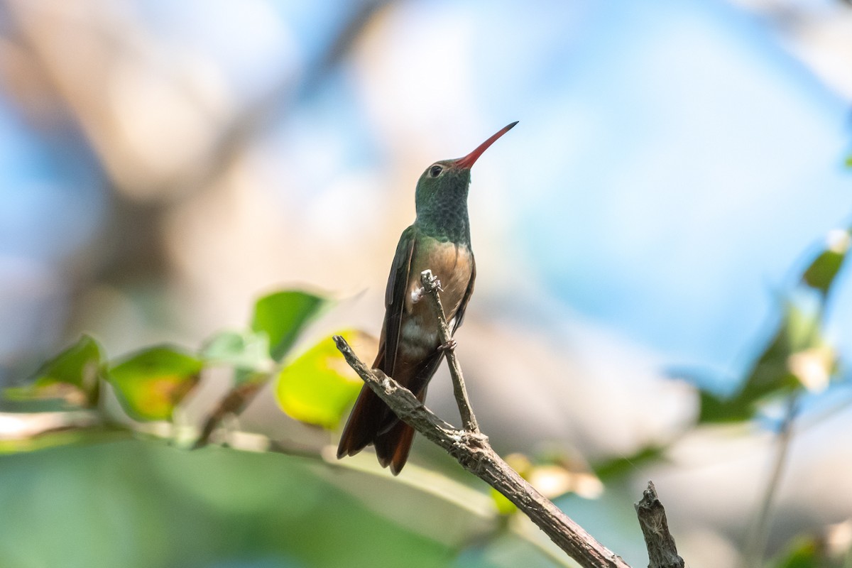 Buff-bellied Hummingbird - ML612065524