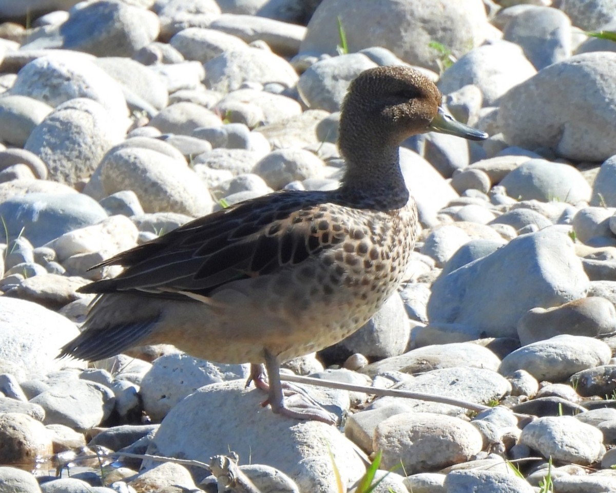 Yellow-billed Teal - ML612065526