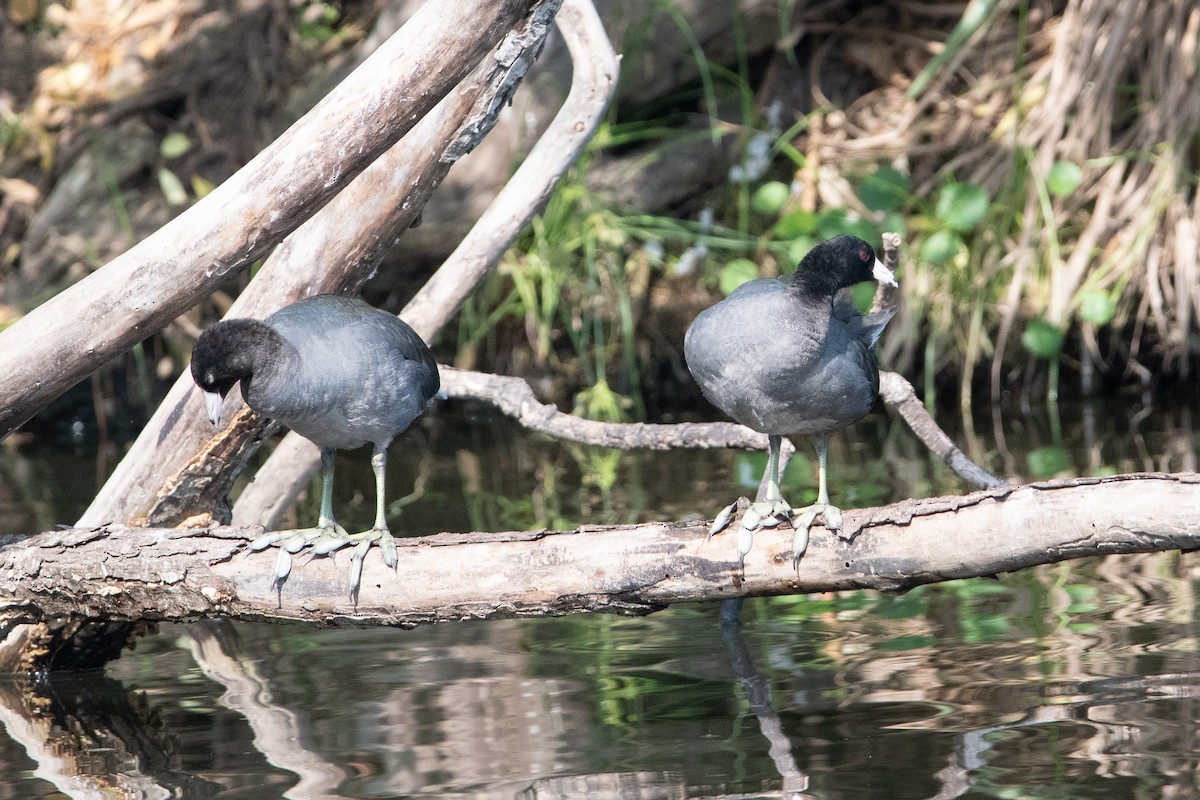 American Coot - ML612065527