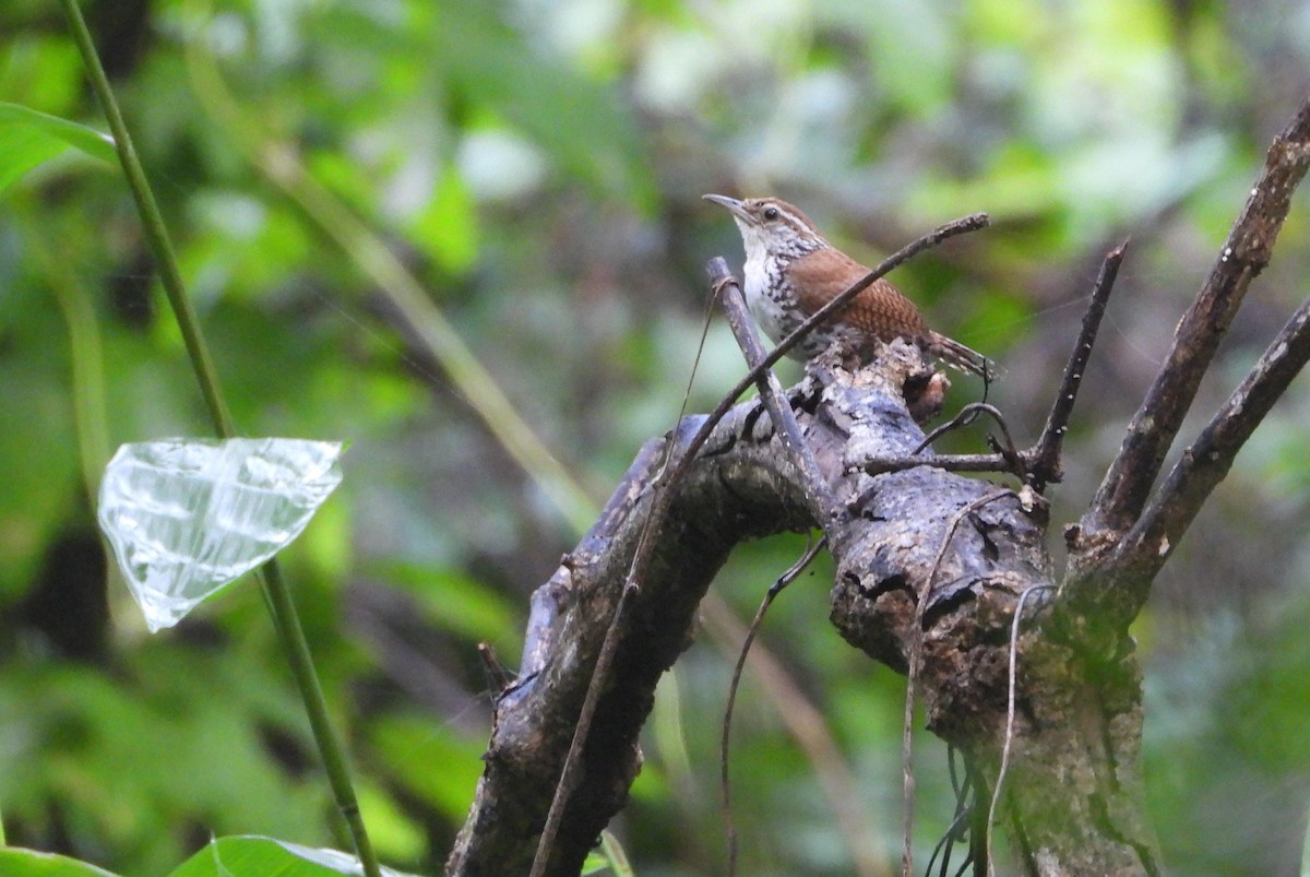 Banded Wren - ML612065673