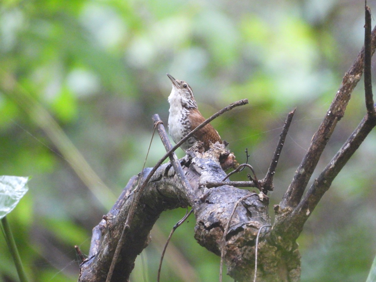 Banded Wren - Heath Harlan