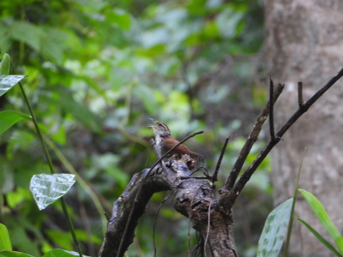 Banded Wren - Heath Harlan