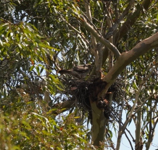 Brown Goshawk - ML612065739