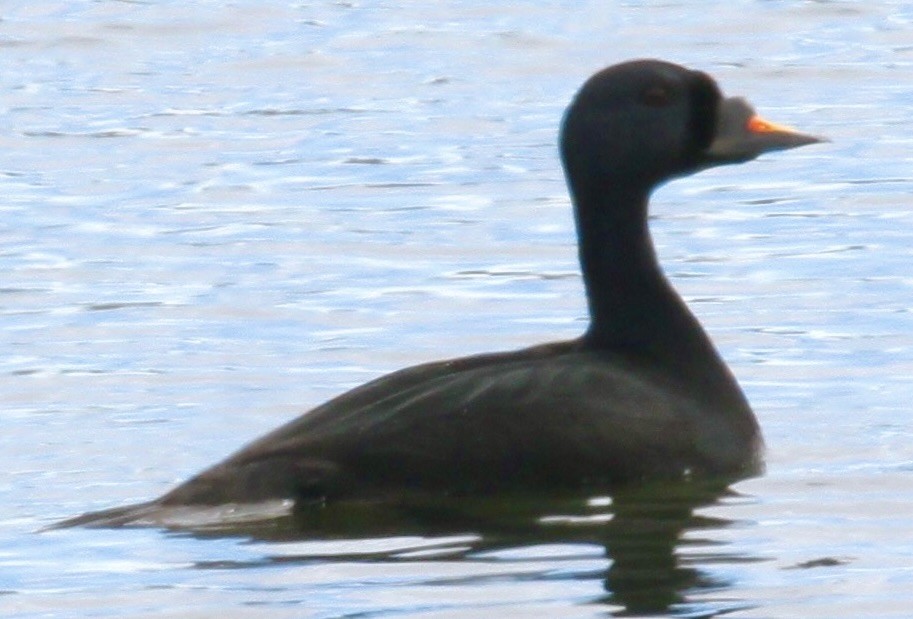 Common Scoter - Connie Lintz