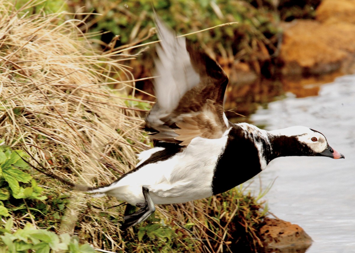 Long-tailed Duck - ML612065777