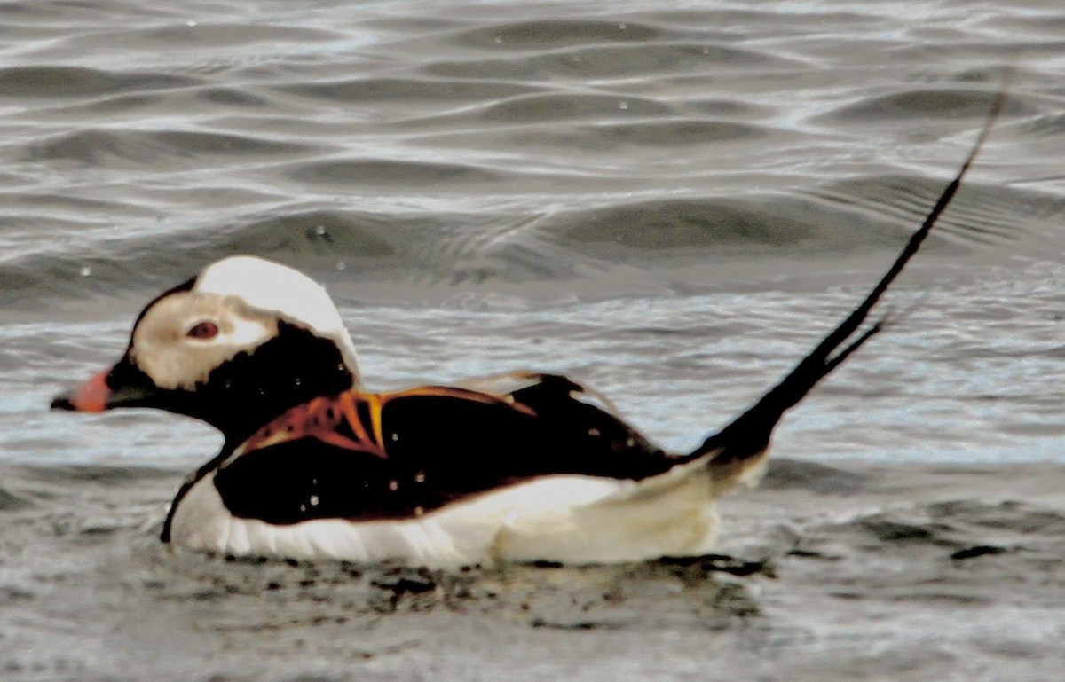 Long-tailed Duck - ML612065778